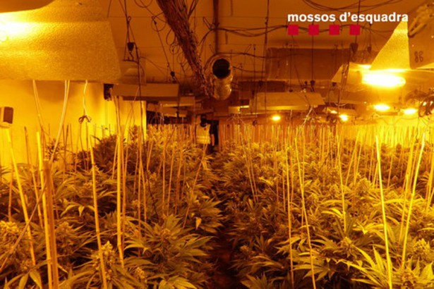 La plantació de marihuana de Can Quirze